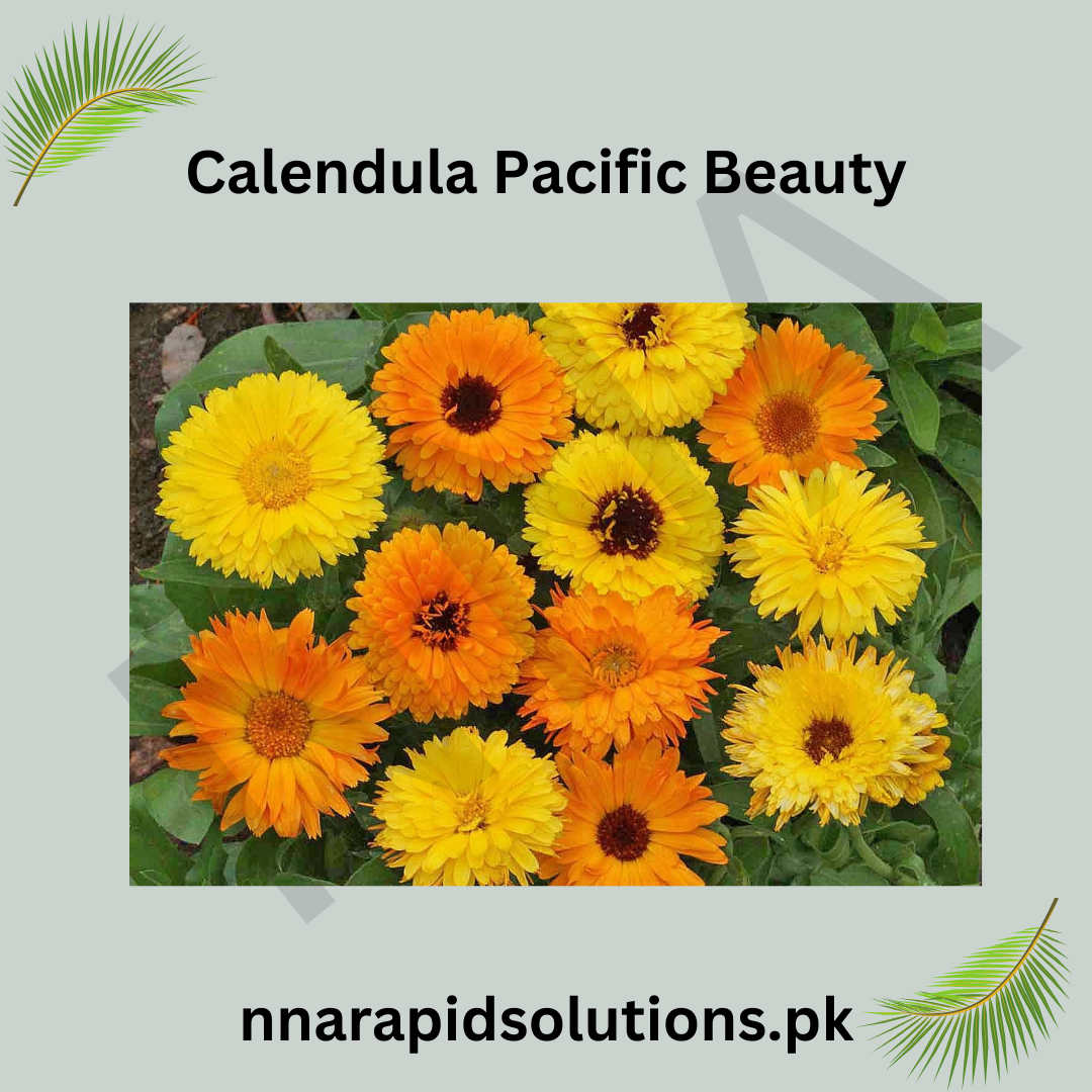 Calendula Pacific Beauty Seeds in Pakistan  Multi-Color Seasonal Flowering Plants
