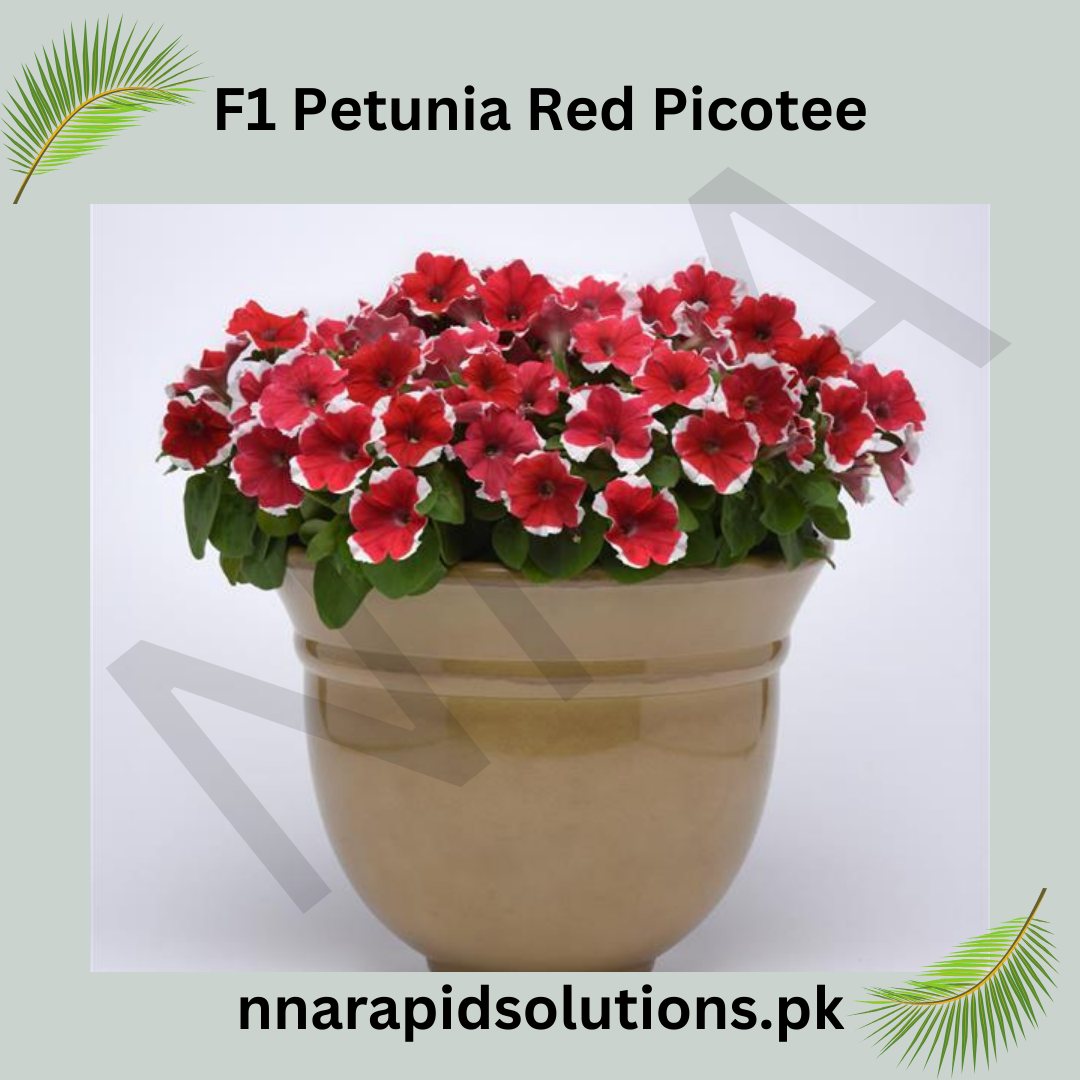 F1 Petunia Red Picotee Seeds in Pakistan  Hybrid Flower Seeds for Pots, Beds & Borders