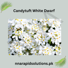 Candytuft White Dwarf Seeds in Pakistan  Compact White Fragrant Flowers