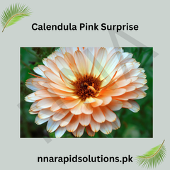 Calendula Pink Surprise Seeds in Pakistan  Unique Seasonal Pink-Orange Flowers