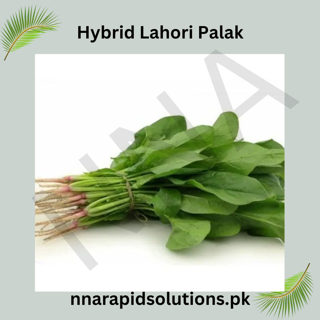 Lahori Palak Hybrid Seeds  Fast Growing, High-Yield Spinach