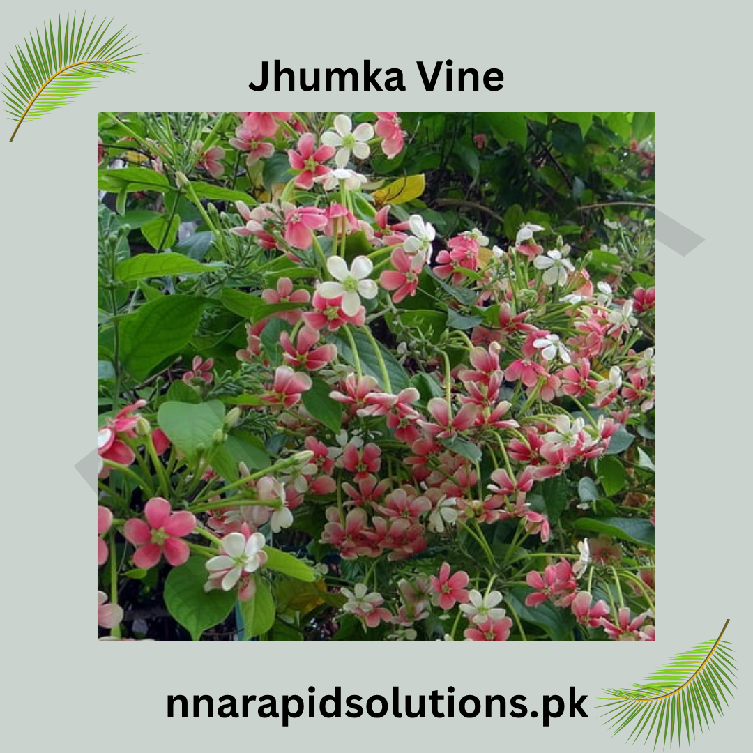 Jhumka Vine Plant  Elegant Hanging Flowering Climber for Home & Garden