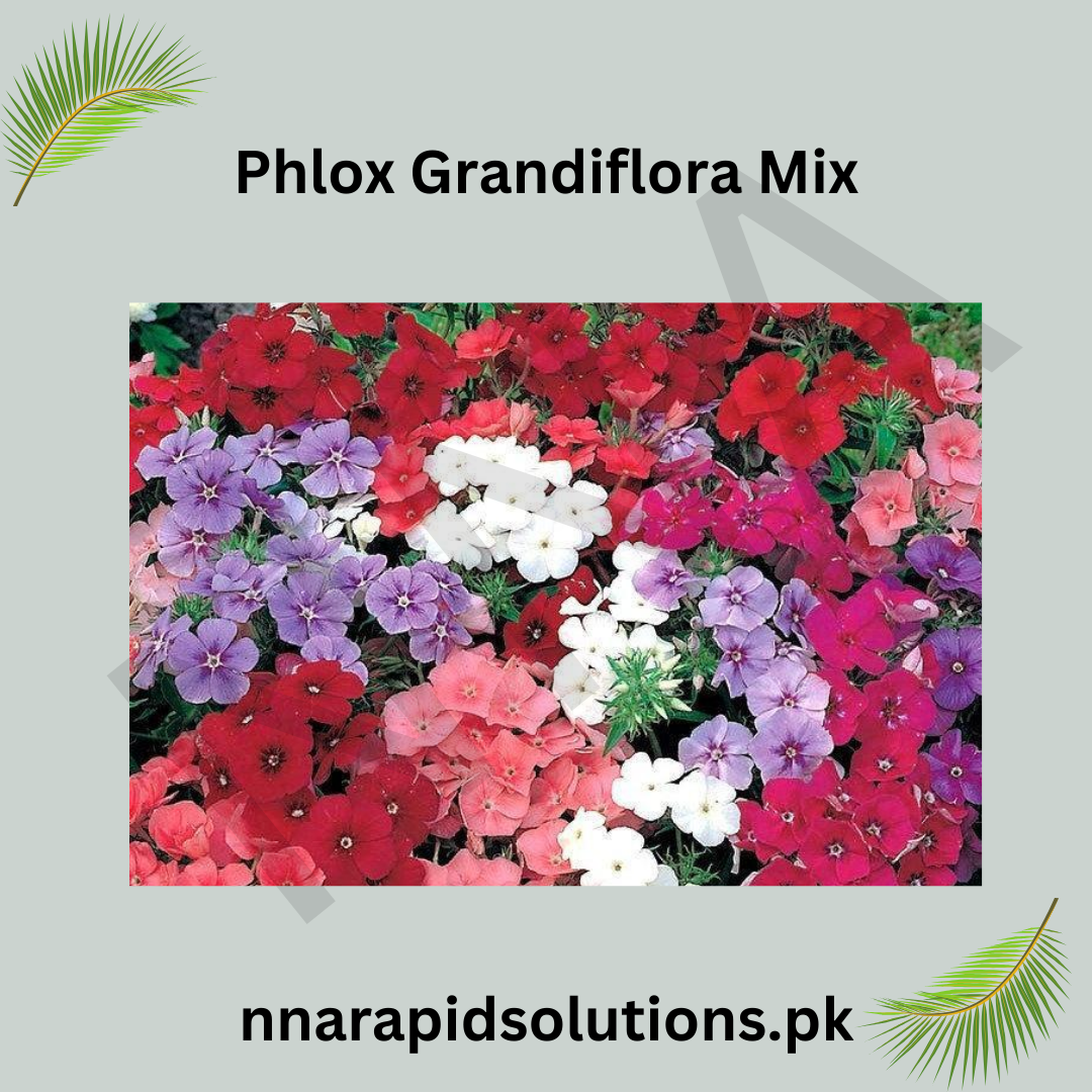 Phlox Grandiflora Mix Seeds in Pakistan  Colorful Seasonal Bedding Flowers