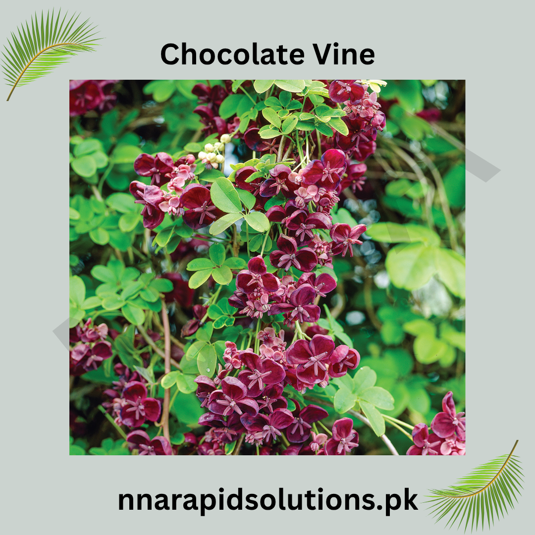 Chocolate Vine Plant (Akebia quinata)  Fragrant Flowering Climber for Home & Garden