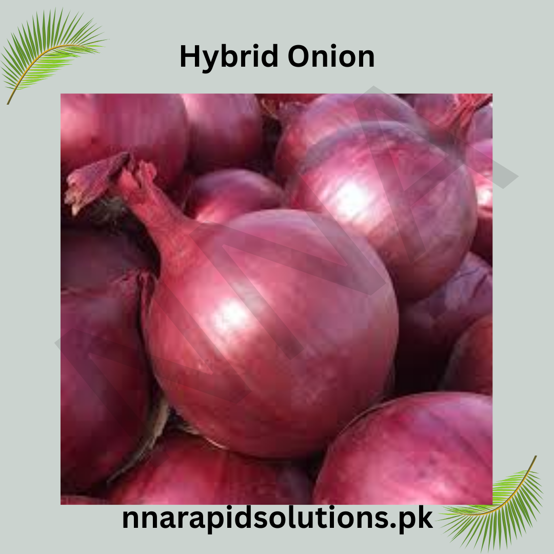 Hybrid Onion Seedlings per Kg  High Yield & Disease Resistant