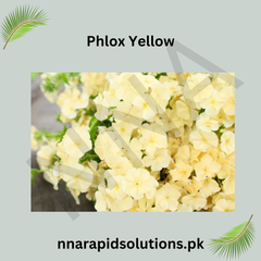 Phlox Yellow Seeds in Pakistan  Rare Seasonal Yellow Flower Variety
