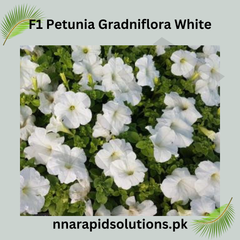 F1 Petunia Grandiflora White Seeds in Pakistan  Hybrid Winter Flower Seeds for Pots & Borders