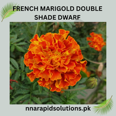 French Marigold Double Shade Dwarf Seeds in Pakistan  Two-Tone Compact Flowering Plants