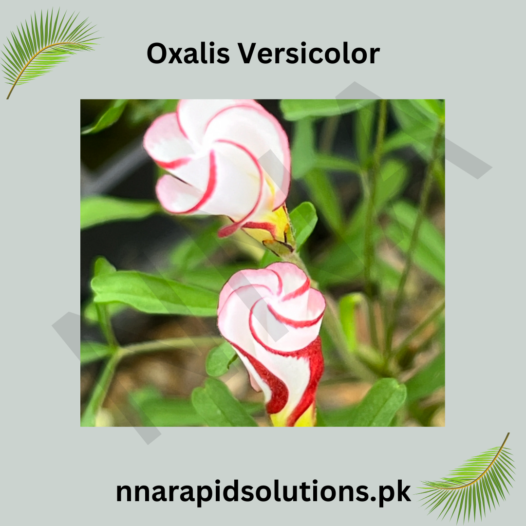 Oxalis Versicolor  Candy Cane Flower Bulbs