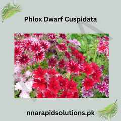 Phlox Dwarf Cuspidata Seeds in Pakistan  Compact Seasonal Colorful Flowers