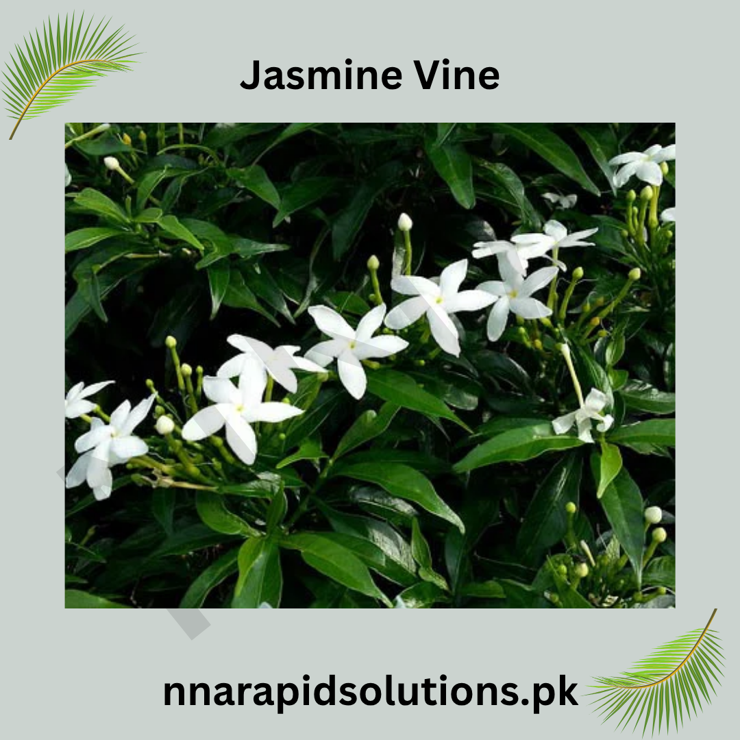 Chambeli Bail (Jasmine Vine) | Fragrant Flowering Climber