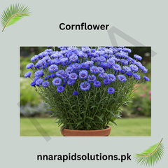 Cornflower Seeds in Pakistan  Classic Seasonal Blue Flowering Plants