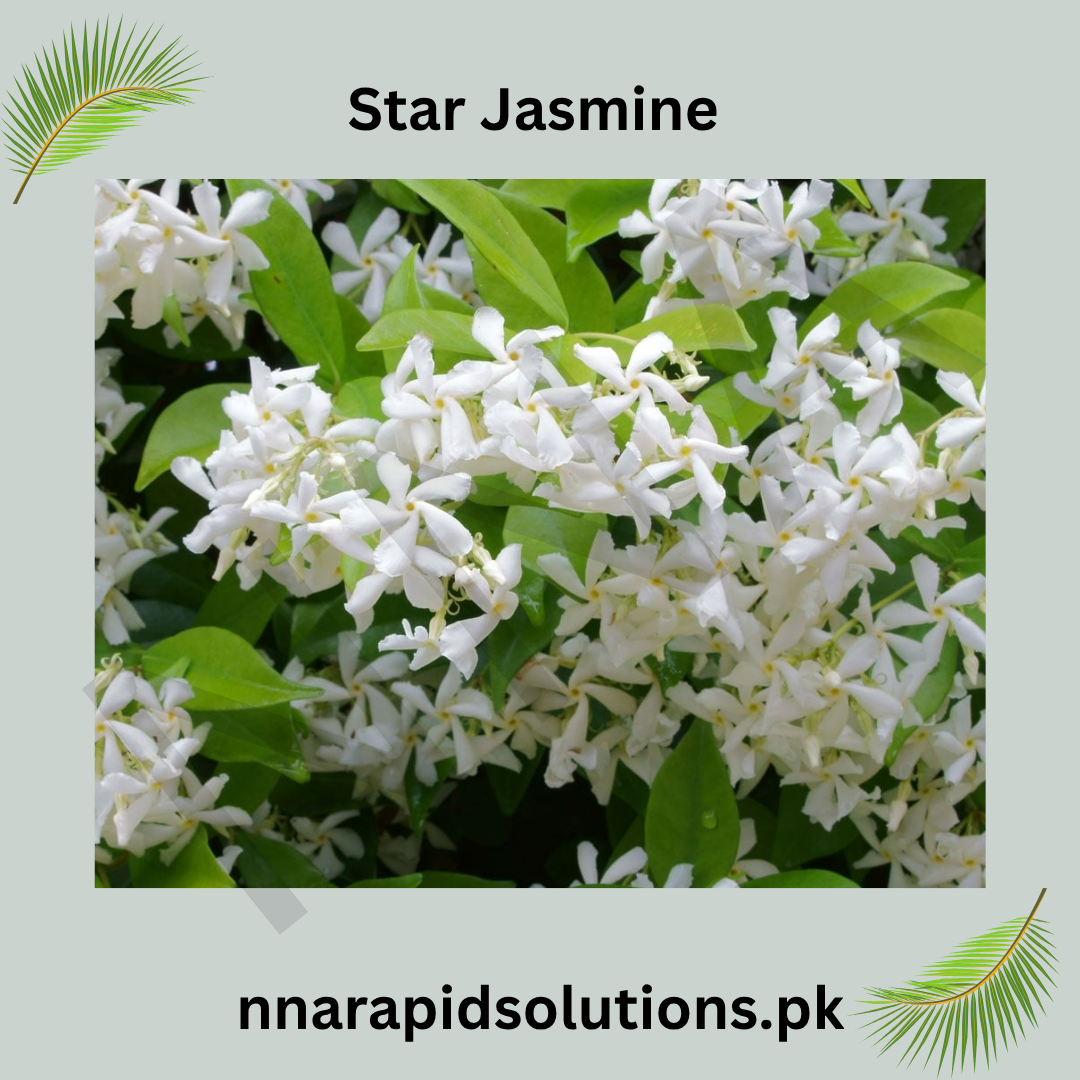 Star Jasmine Plant  Fragrant Evergreen Climber for Home & Garden