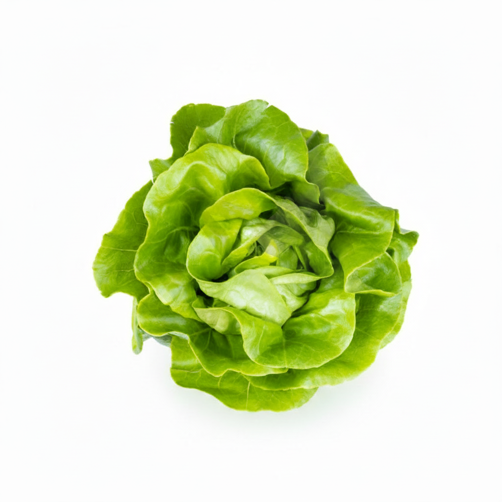 Organic Lettuce Seeds (Salad Pata)  Imported, Chemical-Free for Pakistans Winter Gardening