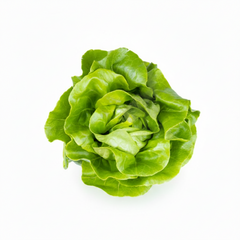 Organic Lettuce Seeds (Salad Pata)  Imported, Chemical-Free for Pakistans Winter Gardening