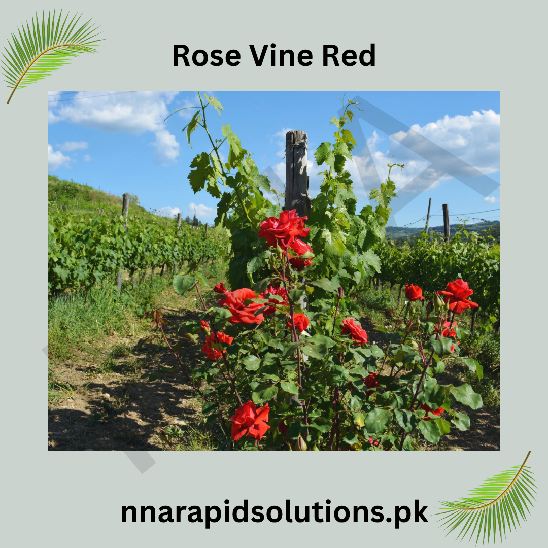 Red Rose Vine in Pakistan  Fragrant Climbing Rose Plant for Garden Dcor