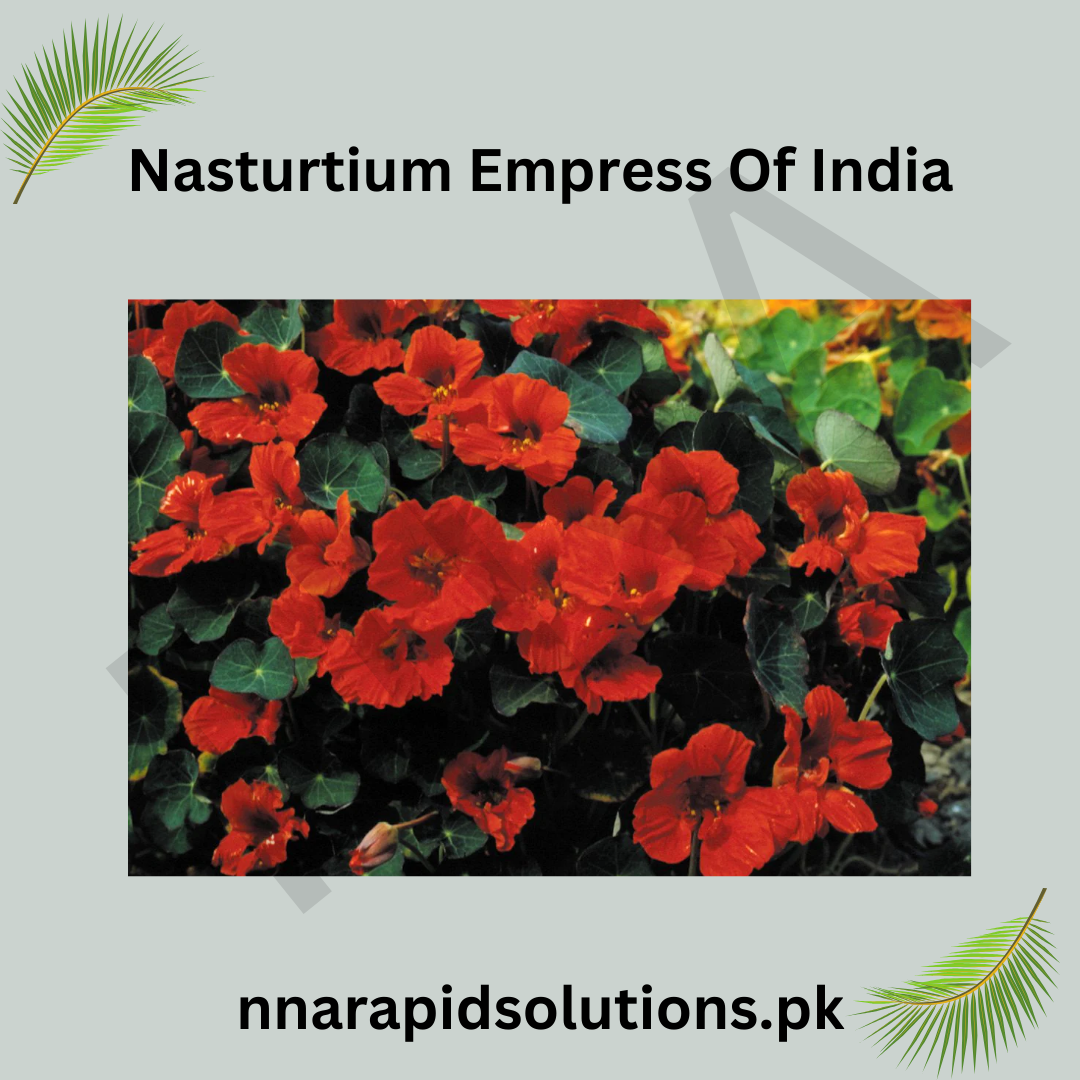 Nasturtium Empress of India Seeds in Pakistan  Deep Red Seasonal Flowers