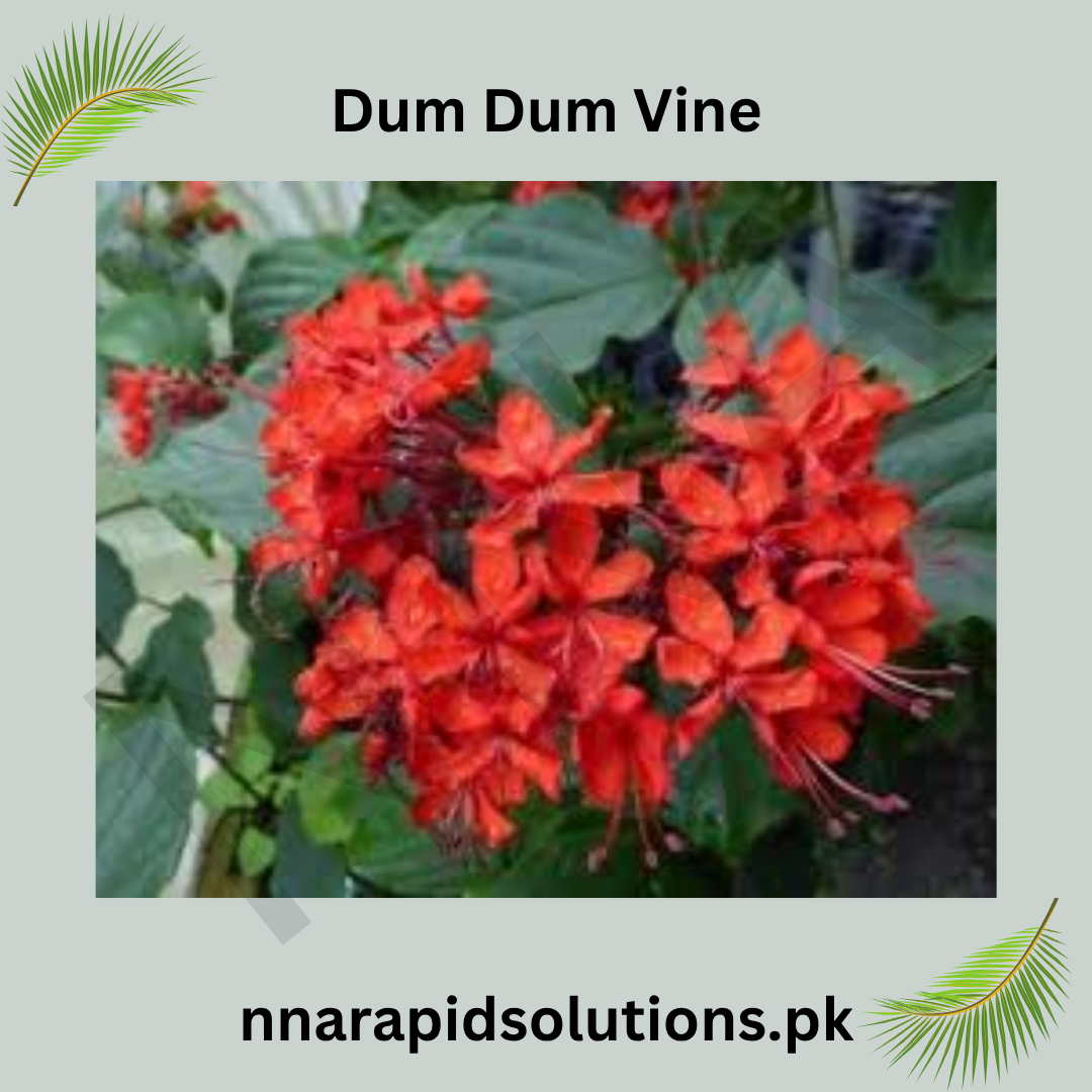 Dum Dum Vine Plant  Fast-Growing Ornamental Climber for Home & Garden