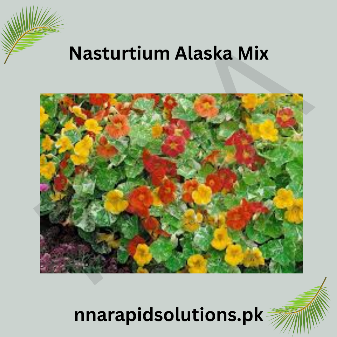 Nasturtium Alaska Mix Seeds in Pakistan  Variegated Foliage & Colorful Flowers