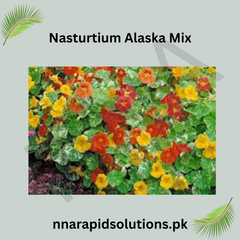 Nasturtium Alaska Mix Seeds in Pakistan  Variegated Foliage & Colorful Flowers