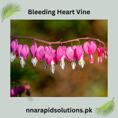 Bleeding Heart Vine Plant in Pakistan  Small Climber with Pink & White Flowers (Big Plant)