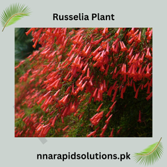 Buy Russelia Plant (Fire Creeper)  Red Flowering Waterfall Plantsselia plant/ fire creeper