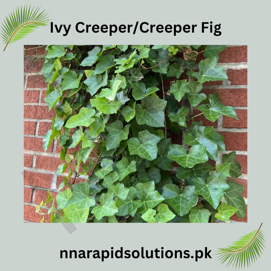 Ivy Creeper Plant  Classic Evergreen Climber for Walls & Gardens
