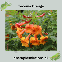 Tecoma Orange Plant  Bright & Long-Flowering Shrub for Home & Garden