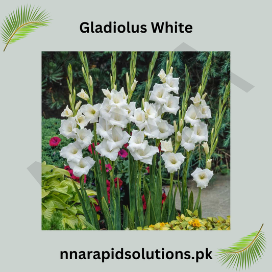 Gladiolus White Bulb Elegant Spikes of Pure White Blooms