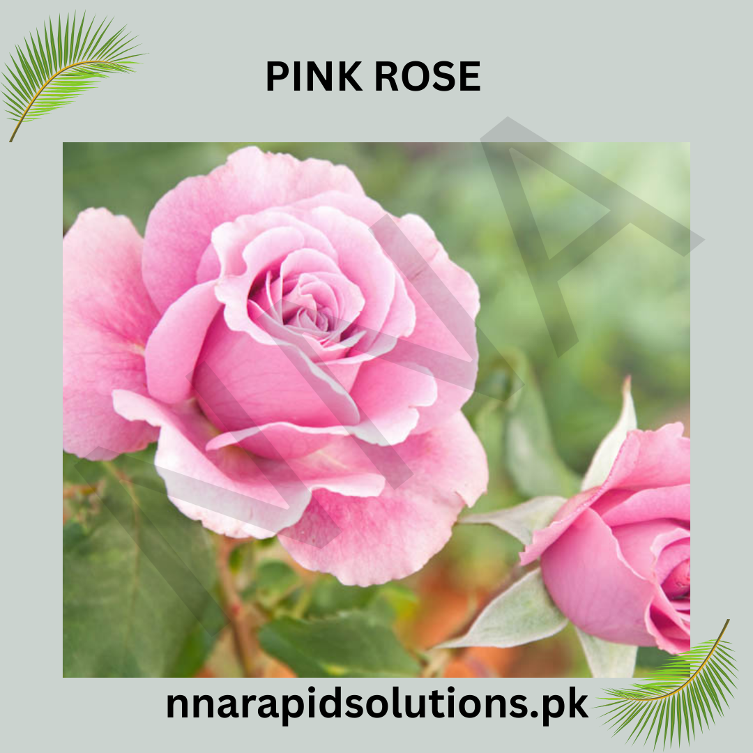 Pink Rose Plant seeds in Pakistan  Elegant Flowering Plant for Pots & Gardens