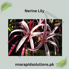 Nerine Lily  The Jewel of Autumn Gardens