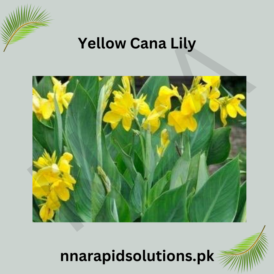 Yellow Canna/Cana Lily  Tropical Brightness for Your Garden