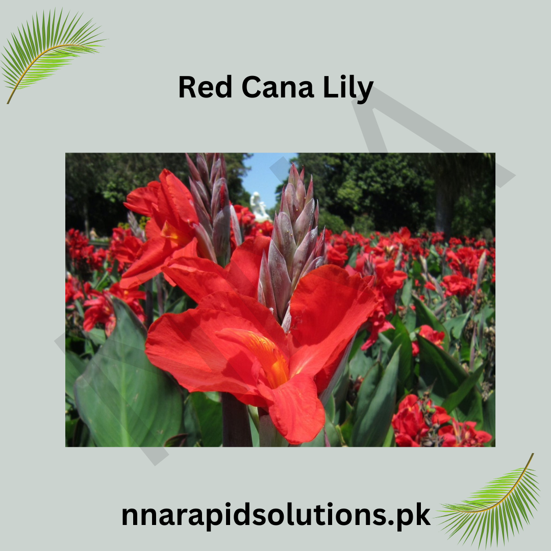 Red Canna/Cana Lily  Bold Tropical Beauty for Your Garden