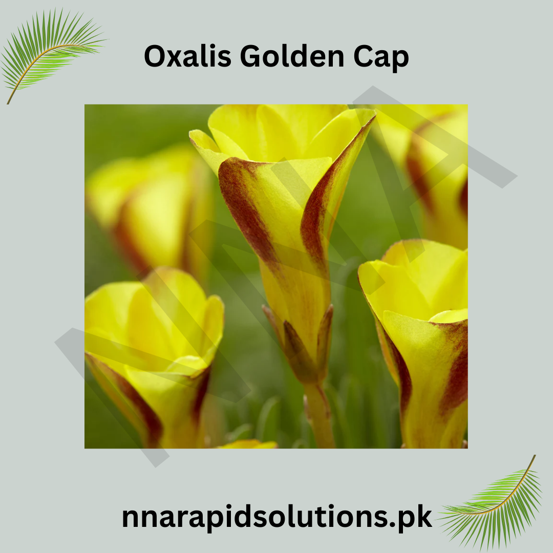 Oxalis Golden Cap  Bright Blooms for a Cheerful Garden