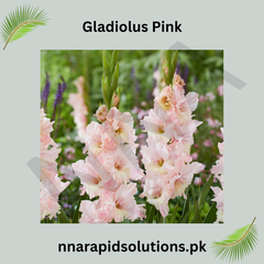 Gladiolus Pink Bulb  Graceful Spikes of Soft Pink Blooms