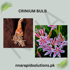 Crinum/Crinium Bulb Milky White & Pink Hardy & Fragrant Blooming Plant