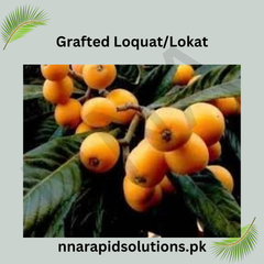 Grafted Loquat/Lokat  Fruit Plant (1 Year Old)