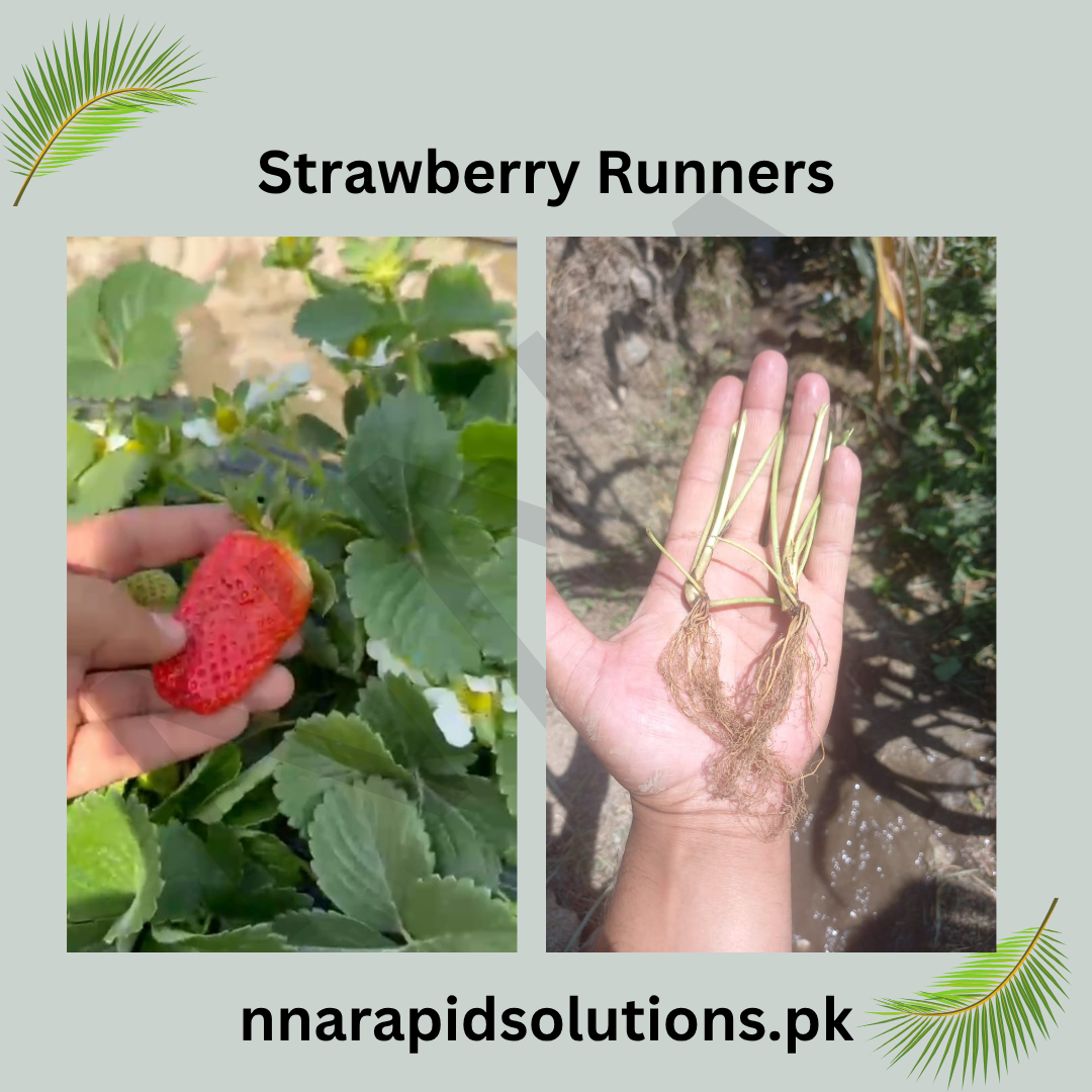 Strawberry Runners Deer Variety  Sweet Fruiting Plants