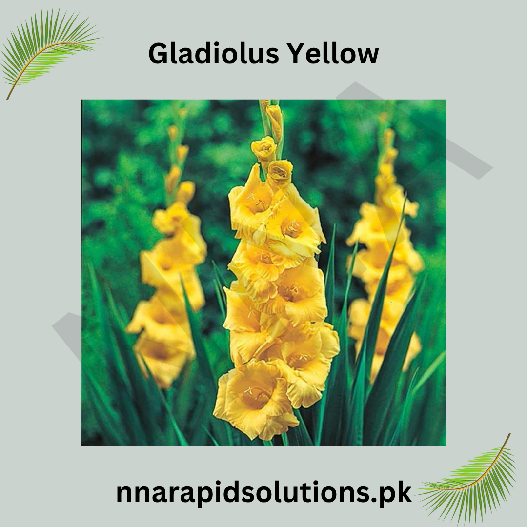 Gladiolus Yellow Bulb  Bright & Cheerful Spikes of Golden Blooms