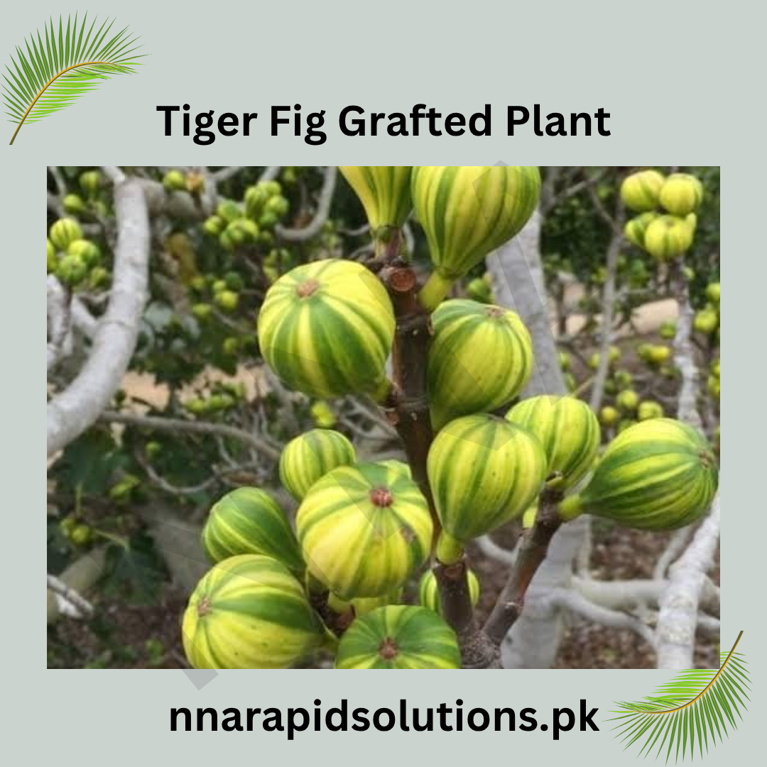 Tiger Fig Grafted Plant (2 Years, 45 ft)  Rare Striped Figs in Pakistan
