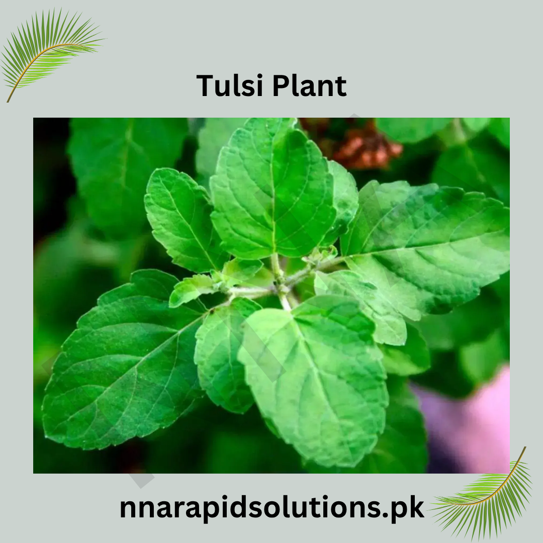 Tulsi Plant  Holy Basil for Health, Fragrance & Spiritual Peace
