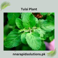 Tulsi Plant  Holy Basil for Health, Fragrance & Spiritual Peace