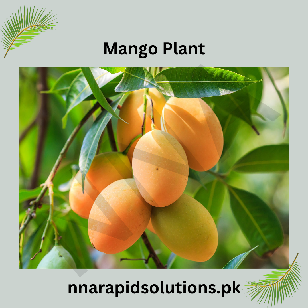 Dhusseri Mango Plant  1.5 Years Old