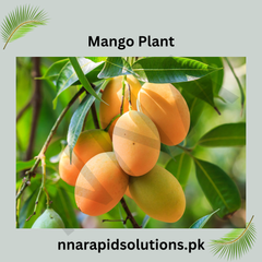 Malda Swarni Mango Plant  1.5 Years Old