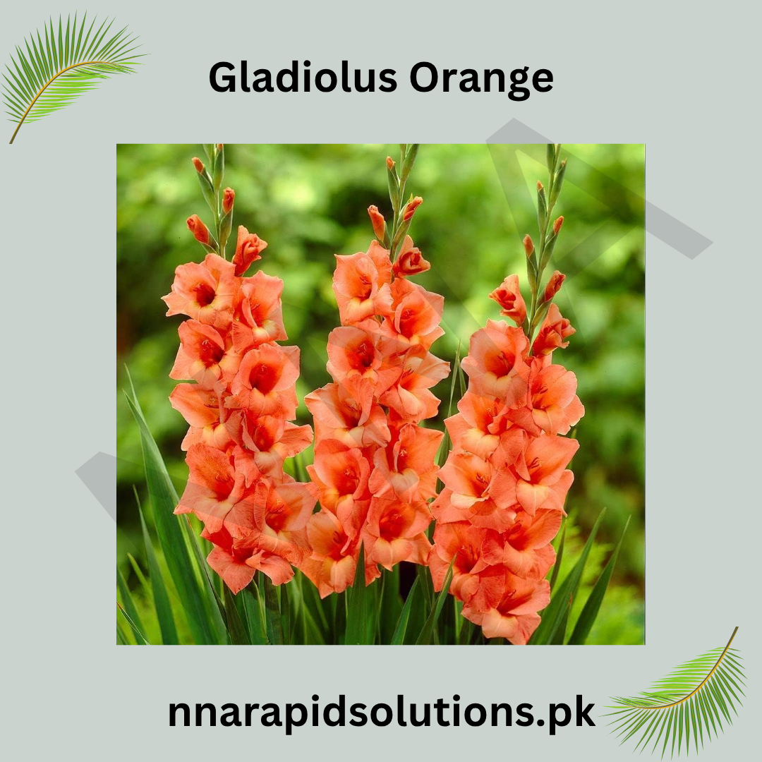 Gladiolus Orange Bulb Fiery Spikes of Vibrant Blooms