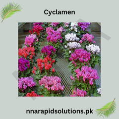 Cyclamen-8 different shades (1 Bulb)