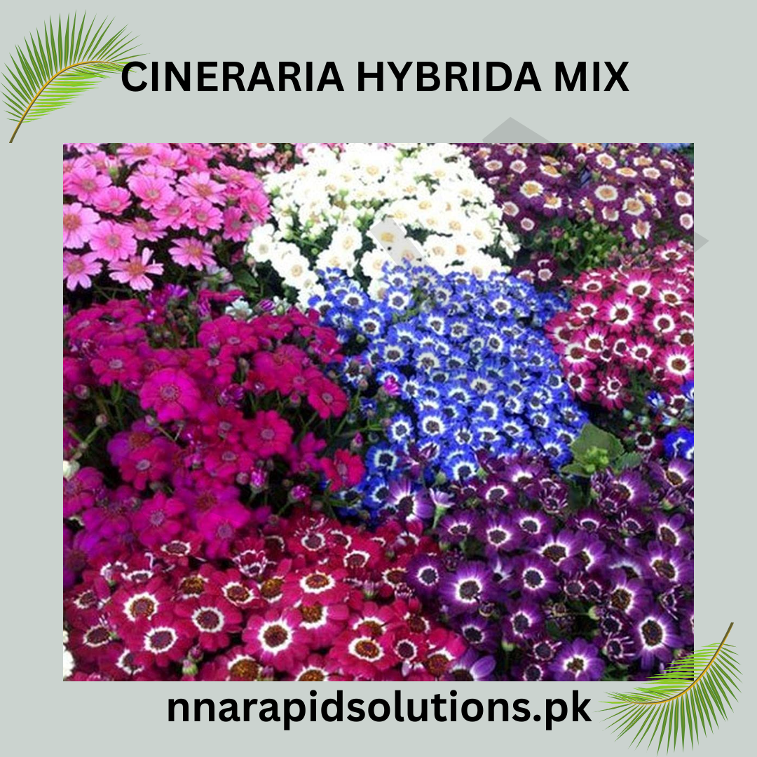 Cineraria Hybrida Mix Seeds in Pakistan  Vibrant Winter Flowering Plants