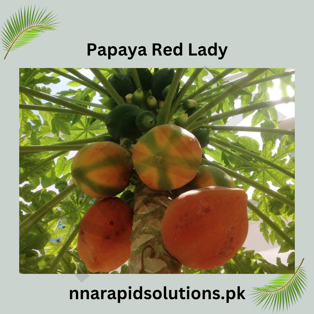 Red Lady Papaya Plant | Fast-Growing Fruit Plant for Home Garden
