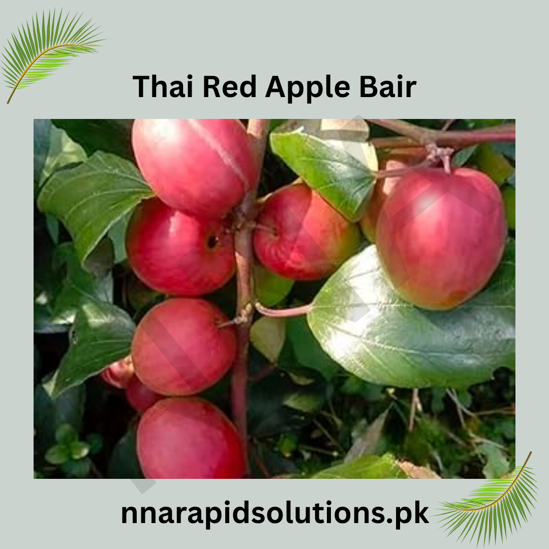 Thai Red Apple Bair Plant  Premium Sweet Jujube Variety for Pakistani Climate