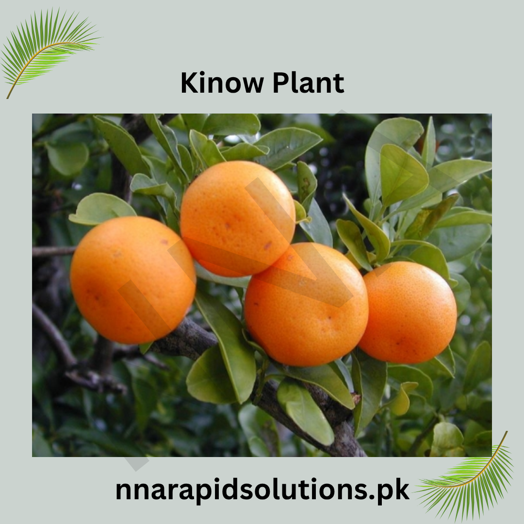 Kinnow Plant 2 Year Old  Citrus Fruit Tree for Home Garden